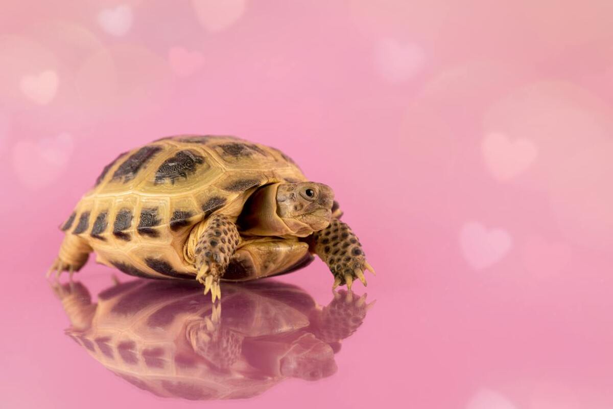 Réduire le temps de réponse initial du serveur Nantes | Agence web Fair